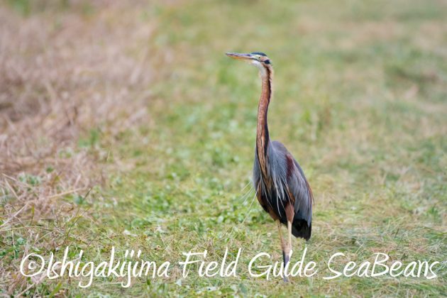 12%e6%9c%887%e6%97%a5%e7%9f%b3%e5%9e%a3%e5%b3%b6%e3%83%90%e3%83%bc%e3%83%89%e3%82%a6%e3%82%aa%e3%83%83%e3%83%81%e3%83%b3%e3%82%b0%ef%bc%86%e9%87%8e%e9%b3%a5%e6%92%ae%e5%bd%b1%e3%82%ac%e3%82%a4