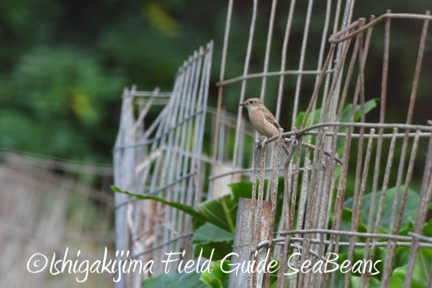 12%e6%9c%885%e6%97%a5%e7%9f%b3%e5%9e%a3%e5%b3%b6%e3%83%90%e3%83%bc%e3%83%89%e3%82%a6%e3%82%aa%e3%83%83%e3%83%81%e3%83%b3%e3%82%b0%ef%bc%86%e9%87%8e%e9%b3%a5%e6%92%ae%e5%bd%b1%e3%82%ac%e3%82%a4