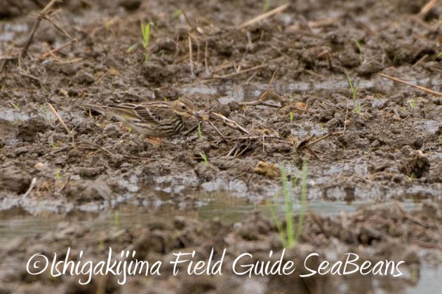 12%e6%9c%881%e6%97%a5%e7%9f%b3%e5%9e%a3%e5%b3%b6%e3%83%90%e3%83%bc%e3%83%89%e3%82%a6%e3%82%aa%e3%83%83%e3%83%81%e3%83%b3%e3%82%b0%ef%bc%86%e9%87%8e%e9%b3%a5%e6%92%ae%e5%bd%b1%e3%82%ac%e3%82%a4