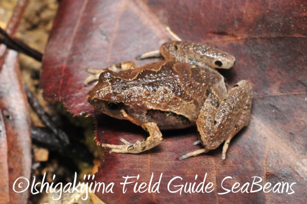 12%e6%9c%884%e6%97%a5%e7%9f%b3%e5%9e%a3%e5%b3%b6%e3%83%8a%e3%82%a4%e3%83%88%e3%83%84%e3%82%a2%e3%83%bc10