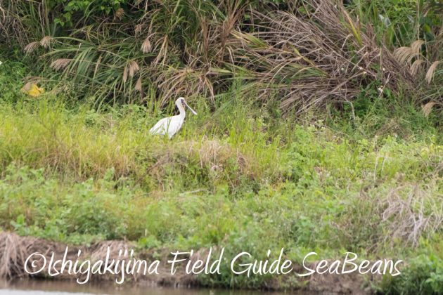 12%e6%9c%881%e6%97%a5%e7%9f%b3%e5%9e%a3%e5%b3%b6%e3%83%90%e3%83%bc%e3%83%89%e3%82%a6%e3%82%aa%e3%83%83%e3%83%81%e3%83%b3%e3%82%b0%ef%bc%86%e9%87%8e%e9%b3%a5%e6%92%ae%e5%bd%b1%e3%82%ac%e3%82%a4