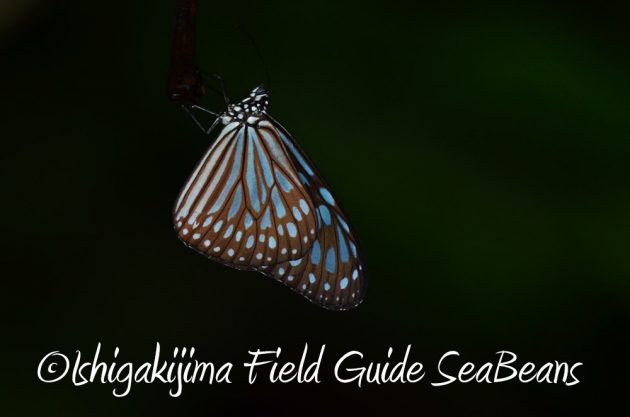 12%e6%9c%884%e6%97%a5%e7%9f%b3%e5%9e%a3%e5%b3%b6%e3%83%8a%e3%82%a4%e3%83%88%e3%83%84%e3%82%a2%e3%83%bc5