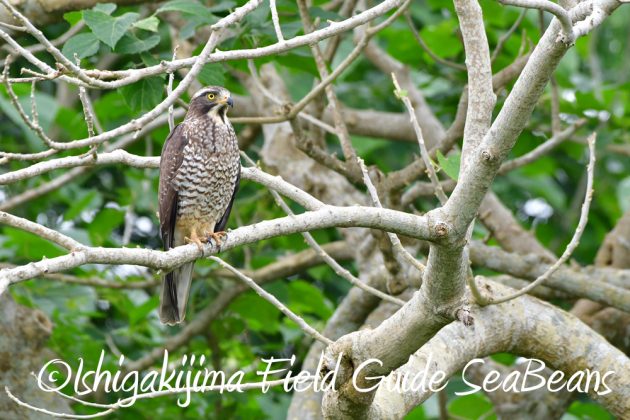 12%e6%9c%887%e6%97%a5%e7%9f%b3%e5%9e%a3%e5%b3%b6%e3%83%90%e3%83%bc%e3%83%89%e3%82%a6%e3%82%aa%e3%83%83%e3%83%81%e3%83%b3%e3%82%b0%ef%bc%86%e9%87%8e%e9%b3%a5%e6%92%ae%e5%bd%b1%e3%82%ac%e3%82%a4