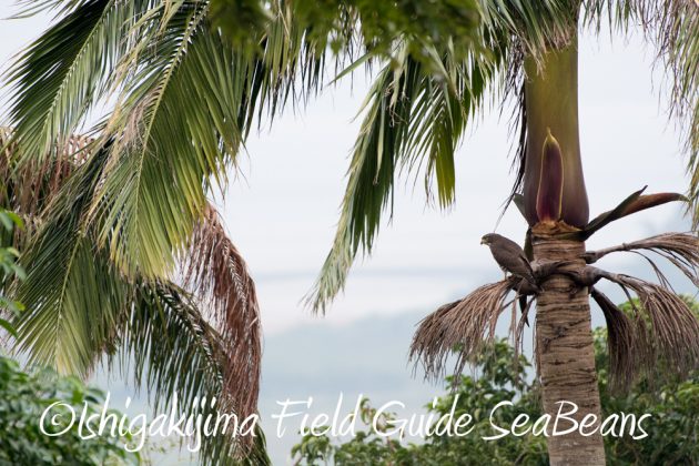 12%e6%9c%886%e6%97%a5%e7%9f%b3%e5%9e%a3%e5%b3%b6%e3%83%90%e3%83%bc%e3%83%89%e3%82%a6%e3%82%aa%e3%83%83%e3%83%81%e3%83%b3%e3%82%b0%ef%bc%86%e9%87%8e%e9%b3%a5%e6%92%ae%e5%bd%b1%e3%82%ac%e3%82%a4