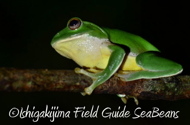 12%e6%9c%884%e6%97%a5%e7%9f%b3%e5%9e%a3%e5%b3%b6%e3%83%8a%e3%82%a4%e3%83%88%e3%83%84%e3%82%a2%e3%83%bc17