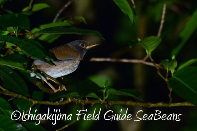 12%e6%9c%884%e6%97%a5%e7%9f%b3%e5%9e%a3%e5%b3%b6%e3%83%8a%e3%82%a4%e3%83%88%e3%83%84%e3%82%a2%e3%83%bc7