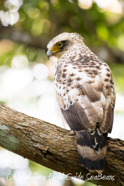 12%e6%9c%885%e6%97%a5%e7%9f%b3%e5%9e%a3%e5%b3%b6%e3%83%90%e3%83%bc%e3%83%89%e3%82%a6%e3%82%aa%e3%83%83%e3%83%81%e3%83%b3%e3%82%b0%ef%bc%86%e9%87%8e%e9%b3%a5%e6%92%ae%e5%bd%b1%e3%82%ac%e3%82%a4