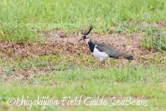 12%e6%9c%885%e6%97%a5%e7%9f%b3%e5%9e%a3%e5%b3%b6%e3%83%90%e3%83%bc%e3%83%89%e3%82%a6%e3%82%aa%e3%83%83%e3%83%81%e3%83%b3%e3%82%b0%ef%bc%86%e9%87%8e%e9%b3%a5%e6%92%ae%e5%bd%b1%e3%82%ac%e3%82%a4