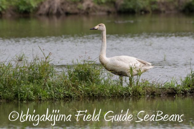 12%e6%9c%887%e6%97%a5%e7%9f%b3%e5%9e%a3%e5%b3%b6%e3%83%90%e3%83%bc%e3%83%89%e3%82%a6%e3%82%aa%e3%83%83%e3%83%81%e3%83%b3%e3%82%b0%ef%bc%86%e9%87%8e%e9%b3%a5%e6%92%ae%e5%bd%b1%e3%82%ac%e3%82%a4