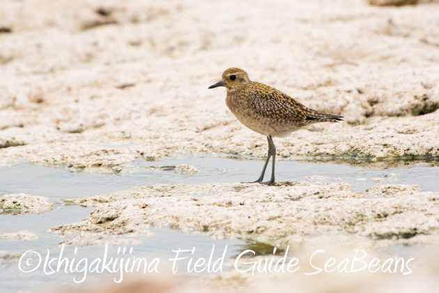 12%e6%9c%883%e6%97%a5%e7%9f%b3%e5%9e%a3%e5%b3%b6%e6%b5%b7%e8%be%ba%e3%81%ae%e9%87%8e%e9%b3%a5%e3%81%9f%e3%81%a12