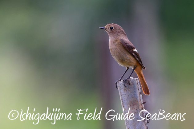 12%e6%9c%887%e6%97%a5%e7%9f%b3%e5%9e%a3%e5%b3%b6%e3%83%90%e3%83%bc%e3%83%89%e3%82%a6%e3%82%aa%e3%83%83%e3%83%81%e3%83%b3%e3%82%b0%ef%bc%86%e9%87%8e%e9%b3%a5%e6%92%ae%e5%bd%b1%e3%82%ac%e3%82%a4