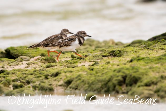 12%e6%9c%883%e6%97%a5%e7%9f%b3%e5%9e%a3%e5%b3%b6%e6%b5%b7%e8%be%ba%e3%81%ae%e9%87%8e%e9%b3%a5%e3%81%9f%e3%81%a15