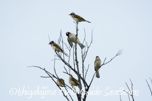 12%e6%9c%881%e6%97%a5%e7%9f%b3%e5%9e%a3%e5%b3%b6%e3%83%90%e3%83%bc%e3%83%89%e3%82%a6%e3%82%aa%e3%83%83%e3%83%81%e3%83%b3%e3%82%b0%ef%bc%86%e9%87%8e%e9%b3%a5%e6%92%ae%e5%bd%b1%e3%82%ac%e3%82%a4