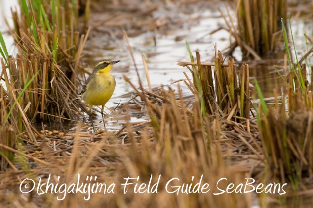 12%e6%9c%881%e6%97%a5%e7%9f%b3%e5%9e%a3%e5%b3%b6%e3%83%90%e3%83%bc%e3%83%89%e3%82%a6%e3%82%aa%e3%83%83%e3%83%81%e3%83%b3%e3%82%b0%ef%bc%86%e9%87%8e%e9%b3%a5%e6%92%ae%e5%bd%b1%e3%82%ac%e3%82%a4