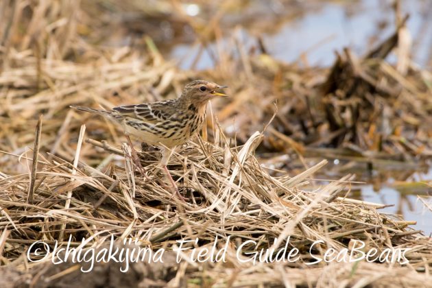 12%e6%9c%884%e6%97%a5%e7%9f%b3%e5%9e%a3%e5%b3%b6%e3%83%90%e3%83%bc%e3%83%89%e3%82%a6%e3%82%aa%e3%83%83%e3%83%81%e3%83%b3%e3%82%b0%ef%bc%86%e9%87%8e%e9%b3%a5%e6%92%ae%e5%bd%b1%e3%82%ac%e3%82%a4