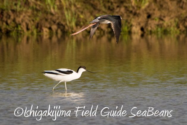 12%e6%9c%885%e6%97%a5%e7%9f%b3%e5%9e%a3%e5%b3%b6%e3%83%90%e3%83%bc%e3%83%89%e3%82%a6%e3%82%aa%e3%83%83%e3%83%81%e3%83%b3%e3%82%b0%ef%bc%86%e9%87%8e%e9%b3%a5%e6%92%ae%e5%bd%b1%e3%82%ac%e3%82%a4