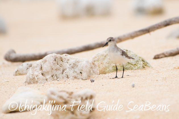 12%e6%9c%883%e6%97%a5%e7%9f%b3%e5%9e%a3%e5%b3%b6%e6%b5%b7%e8%be%ba%e3%81%ae%e9%87%8e%e9%b3%a5%e3%81%9f%e3%81%a13