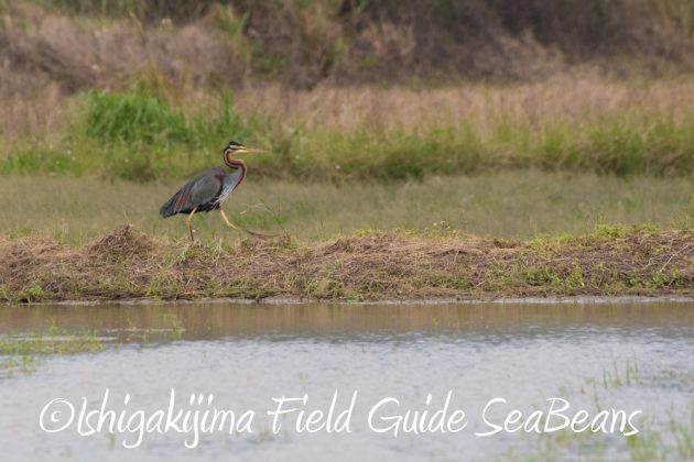 12%e6%9c%886%e6%97%a5%e7%9f%b3%e5%9e%a3%e5%b3%b6%e3%83%90%e3%83%bc%e3%83%89%e3%82%a6%e3%82%aa%e3%83%83%e3%83%81%e3%83%b3%e3%82%b0%ef%bc%86%e9%87%8e%e9%b3%a5%e6%92%ae%e5%bd%b1%e3%82%ac%e3%82%a4