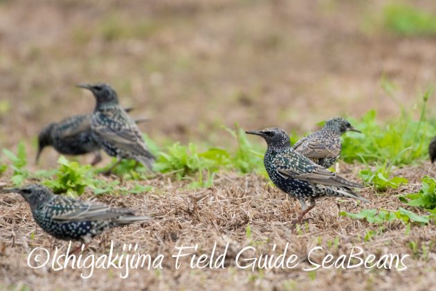 12%e6%9c%887%e6%97%a5%e7%9f%b3%e5%9e%a3%e5%b3%b6%e3%83%90%e3%83%bc%e3%83%89%e3%82%a6%e3%82%aa%e3%83%83%e3%83%81%e3%83%b3%e3%82%b0%ef%bc%86%e9%87%8e%e9%b3%a5%e6%92%ae%e5%bd%b1%e3%82%ac%e3%82%a4