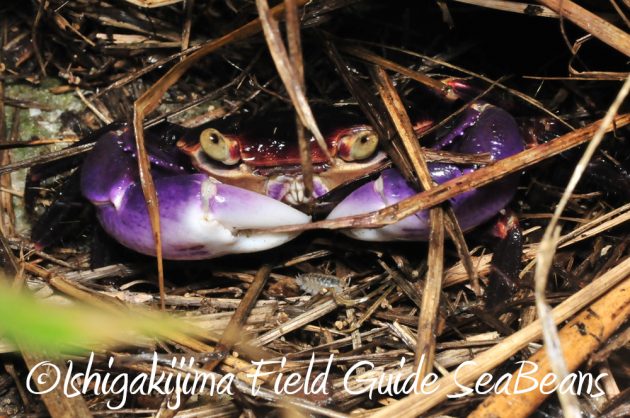 12%e6%9c%884%e6%97%a5%e7%9f%b3%e5%9e%a3%e5%b3%b6%e3%83%8a%e3%82%a4%e3%83%88%e3%83%84%e3%82%a2%e3%83%bc15