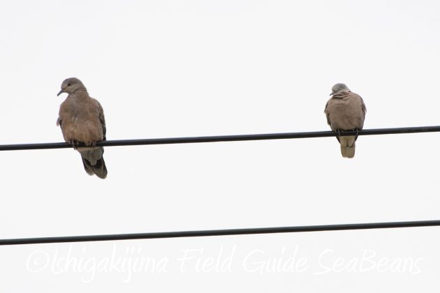 12%e6%9c%887%e6%97%a5%e7%9f%b3%e5%9e%a3%e5%b3%b6%e3%83%90%e3%83%bc%e3%83%89%e3%82%a6%e3%82%aa%e3%83%83%e3%83%81%e3%83%b3%e3%82%b0%ef%bc%86%e9%87%8e%e9%b3%a5%e6%92%ae%e5%bd%b1%e3%82%ac%e3%82%a4