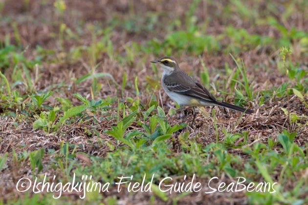 12%e6%9c%885%e6%97%a5%e7%9f%b3%e5%9e%a3%e5%b3%b6%e3%83%90%e3%83%bc%e3%83%89%e3%82%a6%e3%82%aa%e3%83%83%e3%83%81%e3%83%b3%e3%82%b0%ef%bc%86%e9%87%8e%e9%b3%a5%e6%92%ae%e5%bd%b1%e3%82%ac%e3%82%a4