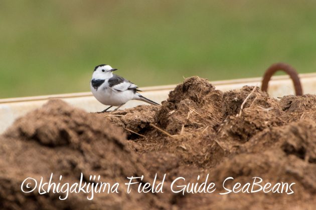 12%e6%9c%886%e6%97%a5%e7%9f%b3%e5%9e%a3%e5%b3%b6%e3%83%90%e3%83%bc%e3%83%89%e3%82%a6%e3%82%aa%e3%83%83%e3%83%81%e3%83%b3%e3%82%b0%ef%bc%86%e9%87%8e%e9%b3%a5%e6%92%ae%e5%bd%b1%e3%82%ac%e3%82%a4