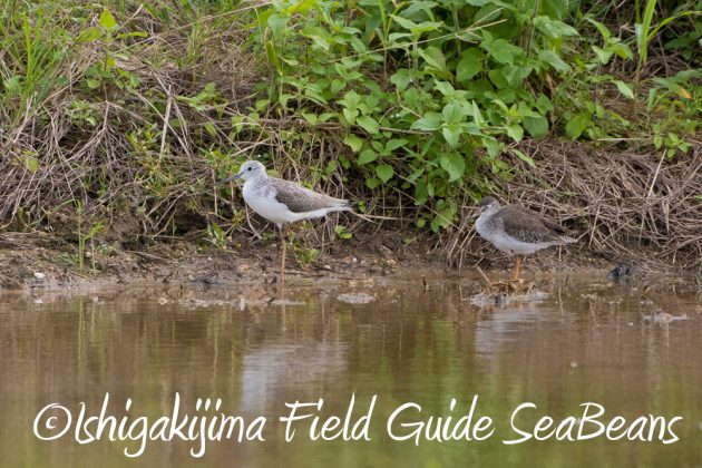 12%e6%9c%885%e6%97%a5%e7%9f%b3%e5%9e%a3%e5%b3%b6%e3%83%90%e3%83%bc%e3%83%89%e3%82%a6%e3%82%aa%e3%83%83%e3%83%81%e3%83%b3%e3%82%b0%ef%bc%86%e9%87%8e%e9%b3%a5%e6%92%ae%e5%bd%b1%e3%82%ac%e3%82%a4