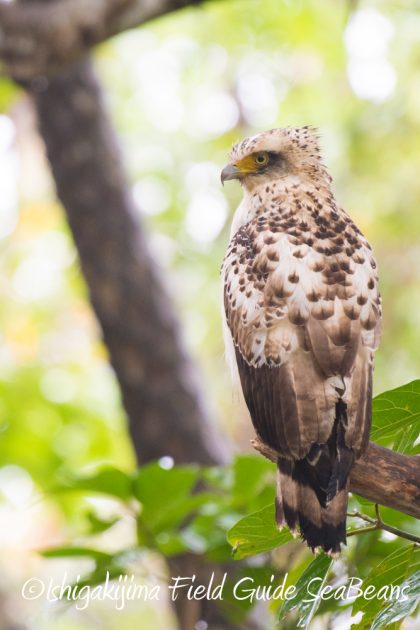 12%e6%9c%884%e6%97%a5%e7%9f%b3%e5%9e%a3%e5%b3%b6%e3%83%90%e3%83%bc%e3%83%89%e3%82%a6%e3%82%aa%e3%83%83%e3%83%81%e3%83%b3%e3%82%b0%ef%bc%86%e9%87%8e%e9%b3%a5%e6%92%ae%e5%bd%b1%e3%82%ac%e3%82%a4