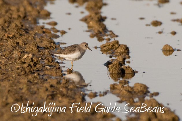 12%e6%9c%885%e6%97%a5%e7%9f%b3%e5%9e%a3%e5%b3%b6%e3%83%90%e3%83%bc%e3%83%89%e3%82%a6%e3%82%aa%e3%83%83%e3%83%81%e3%83%b3%e3%82%b0%ef%bc%86%e9%87%8e%e9%b3%a5%e6%92%ae%e5%bd%b1%e3%82%ac%e3%82%a4