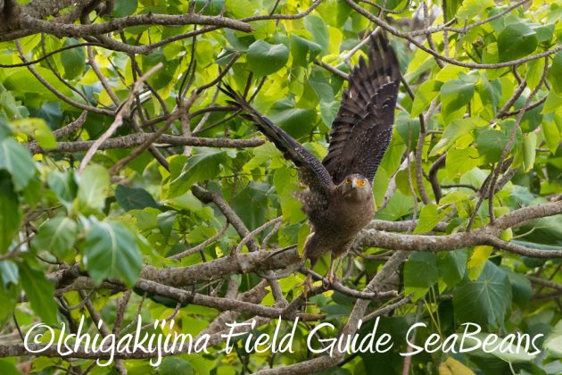 12%e6%9c%885%e6%97%a5%e7%9f%b3%e5%9e%a3%e5%b3%b6%e3%83%90%e3%83%bc%e3%83%89%e3%82%a6%e3%82%aa%e3%83%83%e3%83%81%e3%83%b3%e3%82%b0%ef%bc%86%e9%87%8e%e9%b3%a5%e6%92%ae%e5%bd%b1%e3%82%ac%e3%82%a4