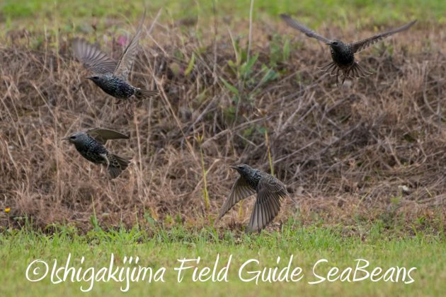 12%e6%9c%887%e6%97%a5%e7%9f%b3%e5%9e%a3%e5%b3%b6%e3%83%90%e3%83%bc%e3%83%89%e3%82%a6%e3%82%aa%e3%83%83%e3%83%81%e3%83%b3%e3%82%b0%ef%bc%86%e9%87%8e%e9%b3%a5%e6%92%ae%e5%bd%b1%e3%82%ac%e3%82%a4