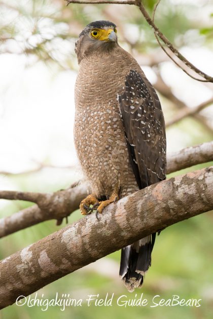 12%e6%9c%885%e6%97%a5%e7%9f%b3%e5%9e%a3%e5%b3%b6%e3%83%90%e3%83%bc%e3%83%89%e3%82%a6%e3%82%aa%e3%83%83%e3%83%81%e3%83%b3%e3%82%b0%ef%bc%86%e9%87%8e%e9%b3%a5%e6%92%ae%e5%bd%b1%e3%82%ac%e3%82%a4