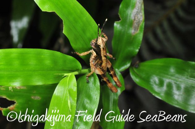 12%e6%9c%884%e6%97%a5%e7%9f%b3%e5%9e%a3%e5%b3%b6%e3%83%8a%e3%82%a4%e3%83%88%e3%83%84%e3%82%a2%e3%83%bc12