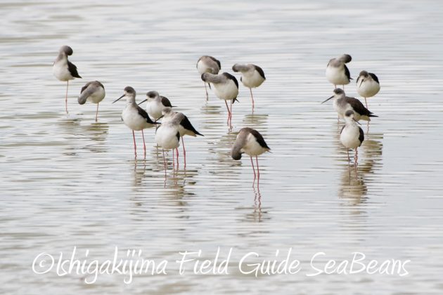 12%e6%9c%881%e6%97%a5%e7%9f%b3%e5%9e%a3%e5%b3%b6%e3%83%90%e3%83%bc%e3%83%89%e3%82%a6%e3%82%aa%e3%83%83%e3%83%81%e3%83%b3%e3%82%b0%ef%bc%86%e9%87%8e%e9%b3%a5%e6%92%ae%e5%bd%b1%e3%82%ac%e3%82%a4