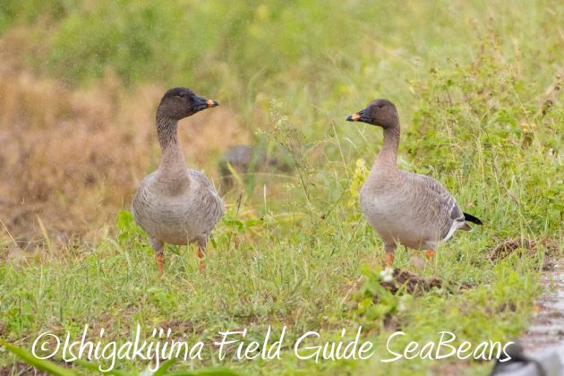 12%e6%9c%881%e6%97%a5%e7%9f%b3%e5%9e%a3%e5%b3%b6%e3%83%90%e3%83%bc%e3%83%89%e3%82%a6%e3%82%aa%e3%83%83%e3%83%81%e3%83%b3%e3%82%b0%ef%bc%86%e9%87%8e%e9%b3%a5%e6%92%ae%e5%bd%b1%e3%82%ac%e3%82%a4