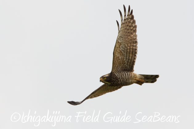 12%e6%9c%886%e6%97%a5%e7%9f%b3%e5%9e%a3%e5%b3%b6%e3%83%90%e3%83%bc%e3%83%89%e3%82%a6%e3%82%aa%e3%83%83%e3%83%81%e3%83%b3%e3%82%b0%ef%bc%86%e9%87%8e%e9%b3%a5%e6%92%ae%e5%bd%b1%e3%82%ac%e3%82%a4