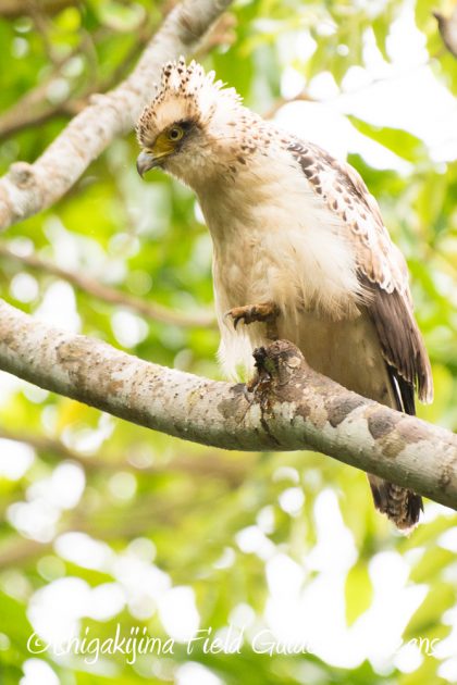 12%e6%9c%887%e6%97%a5%e7%9f%b3%e5%9e%a3%e5%b3%b6%e3%83%90%e3%83%bc%e3%83%89%e3%82%a6%e3%82%aa%e3%83%83%e3%83%81%e3%83%b3%e3%82%b0%ef%bc%86%e9%87%8e%e9%b3%a5%e6%92%ae%e5%bd%b1%e3%82%ac%e3%82%a4