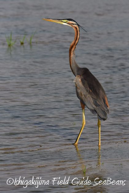 12%e6%9c%885%e6%97%a5%e7%9f%b3%e5%9e%a3%e5%b3%b6%e3%83%90%e3%83%bc%e3%83%89%e3%82%a6%e3%82%aa%e3%83%83%e3%83%81%e3%83%b3%e3%82%b0%ef%bc%86%e9%87%8e%e9%b3%a5%e6%92%ae%e5%bd%b1%e3%82%ac%e3%82%a4