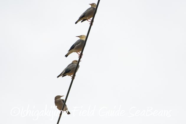 12%e6%9c%884%e6%97%a5%e7%9f%b3%e5%9e%a3%e5%b3%b6%e3%83%90%e3%83%bc%e3%83%89%e3%82%a6%e3%82%aa%e3%83%83%e3%83%81%e3%83%b3%e3%82%b0%ef%bc%86%e9%87%8e%e9%b3%a5%e6%92%ae%e5%bd%b1%e3%82%ac%e3%82%a4