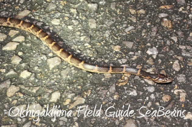 12%e6%9c%884%e6%97%a5%e7%9f%b3%e5%9e%a3%e5%b3%b6%e3%83%8a%e3%82%a4%e3%83%88%e3%83%84%e3%82%a2%e3%83%bc3