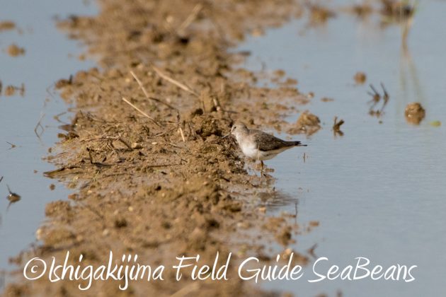 12%e6%9c%884%e6%97%a5%e7%9f%b3%e5%9e%a3%e5%b3%b6%e3%83%90%e3%83%bc%e3%83%89%e3%82%a6%e3%82%aa%e3%83%83%e3%83%81%e3%83%b3%e3%82%b0%ef%bc%86%e9%87%8e%e9%b3%a5%e6%92%ae%e5%bd%b1%e3%82%ac%e3%82%a4