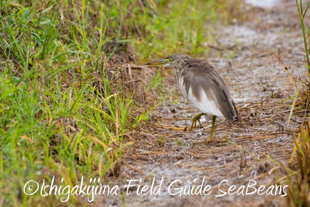 12%e6%9c%881%e6%97%a5%e7%9f%b3%e5%9e%a3%e5%b3%b6%e3%83%90%e3%83%bc%e3%83%89%e3%82%a6%e3%82%aa%e3%83%83%e3%83%81%e3%83%b3%e3%82%b0%ef%bc%86%e9%87%8e%e9%b3%a5%e6%92%ae%e5%bd%b1%e3%82%ac%e3%82%a4