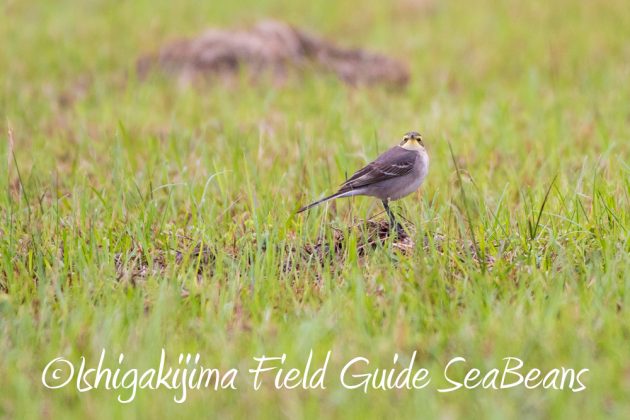 12%e6%9c%886%e6%97%a5%e7%9f%b3%e5%9e%a3%e5%b3%b6%e3%83%90%e3%83%bc%e3%83%89%e3%82%a6%e3%82%aa%e3%83%83%e3%83%81%e3%83%b3%e3%82%b0%ef%bc%86%e9%87%8e%e9%b3%a5%e6%92%ae%e5%bd%b1%e3%82%ac%e3%82%a4