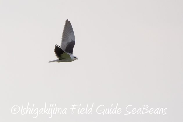 12%e6%9c%881%e6%97%a5%e7%9f%b3%e5%9e%a3%e5%b3%b6%e3%83%90%e3%83%bc%e3%83%89%e3%82%a6%e3%82%aa%e3%83%83%e3%83%81%e3%83%b3%e3%82%b0%ef%bc%86%e9%87%8e%e9%b3%a5%e6%92%ae%e5%bd%b1%e3%82%ac%e3%82%a4