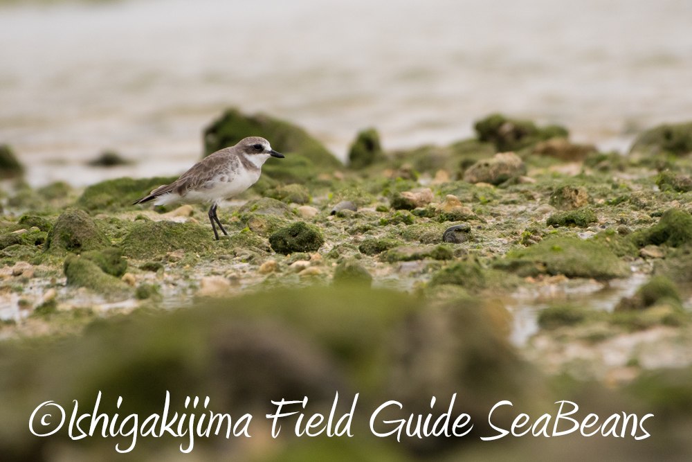 石垣島の海辺の野鳥たち。バードウオッチング＆野鳥撮影。