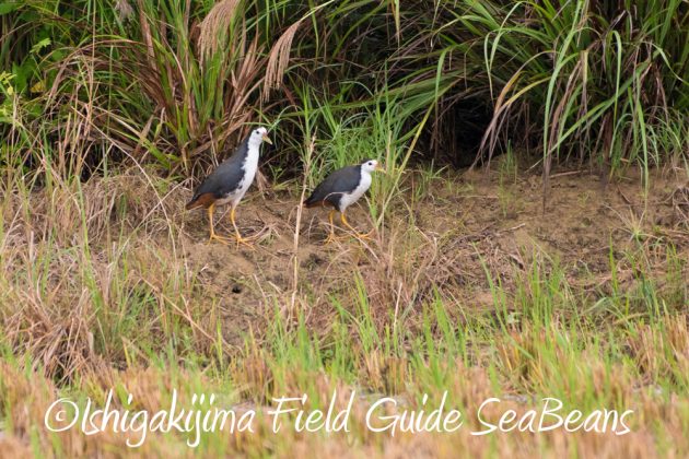 12%e6%9c%881%e6%97%a5%e7%9f%b3%e5%9e%a3%e5%b3%b6%e3%83%90%e3%83%bc%e3%83%89%e3%82%a6%e3%82%aa%e3%83%83%e3%83%81%e3%83%b3%e3%82%b0%ef%bc%86%e9%87%8e%e9%b3%a5%e6%92%ae%e5%bd%b1%e3%82%ac%e3%82%a4