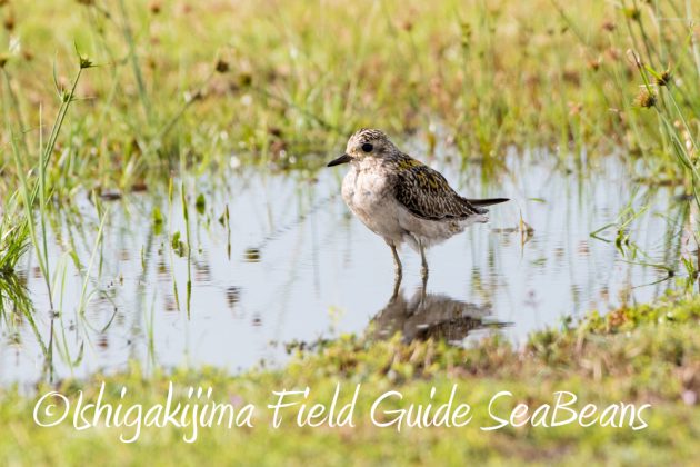 12%e6%9c%884%e6%97%a5%e7%9f%b3%e5%9e%a3%e5%b3%b6%e3%83%90%e3%83%bc%e3%83%89%e3%82%a6%e3%82%aa%e3%83%83%e3%83%81%e3%83%b3%e3%82%b0%ef%bc%86%e9%87%8e%e9%b3%a5%e6%92%ae%e5%bd%b1%e3%82%ac%e3%82%a4