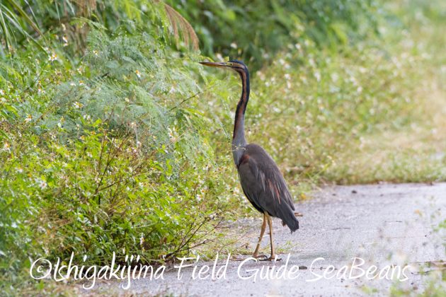 12%e6%9c%881%e6%97%a5%e7%9f%b3%e5%9e%a3%e5%b3%b6%e3%83%90%e3%83%bc%e3%83%89%e3%82%a6%e3%82%aa%e3%83%83%e3%83%81%e3%83%b3%e3%82%b0%ef%bc%86%e9%87%8e%e9%b3%a5%e6%92%ae%e5%bd%b1%e3%82%ac%e3%82%a4