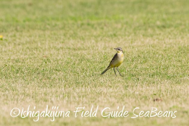 12%e6%9c%884%e6%97%a5%e7%9f%b3%e5%9e%a3%e5%b3%b6%e3%83%90%e3%83%bc%e3%83%89%e3%82%a6%e3%82%aa%e3%83%83%e3%83%81%e3%83%b3%e3%82%b0%ef%bc%86%e9%87%8e%e9%b3%a5%e6%92%ae%e5%bd%b1%e3%82%ac%e3%82%a4